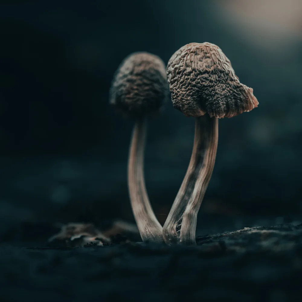 Cobo, Antonio Marco: micro-universe II