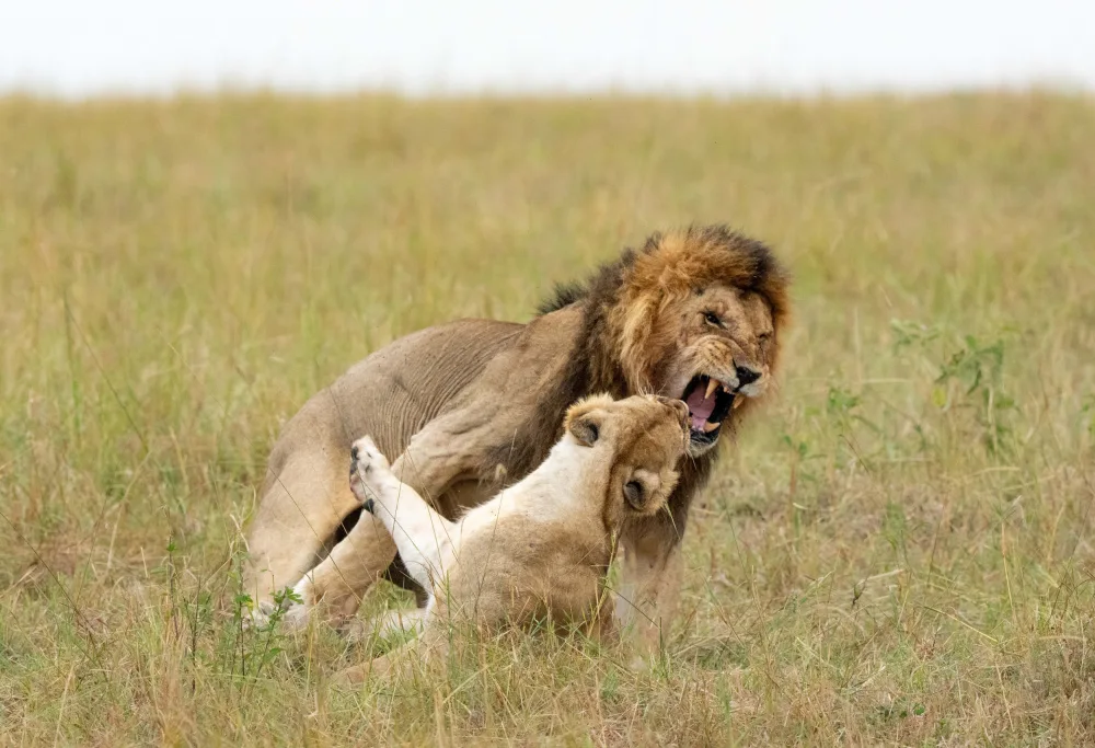 Nagpal, Manish: Mating pair