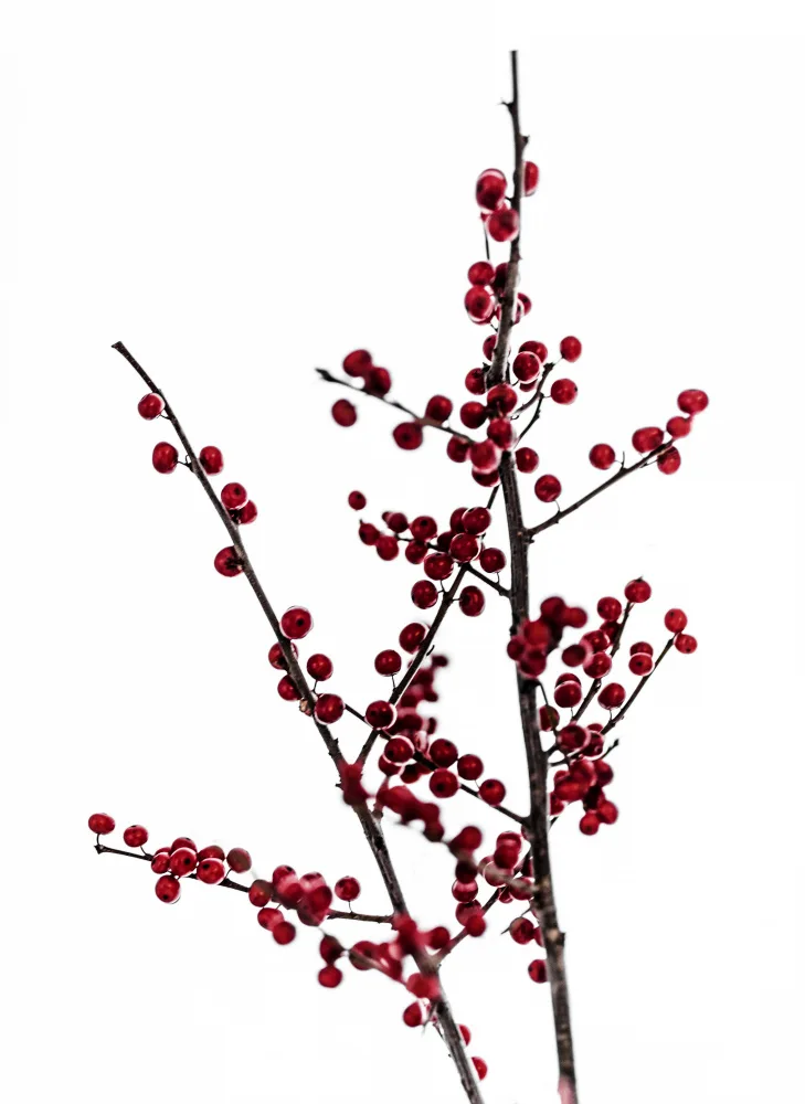 Böhmer, Mareike: Red Berries 2