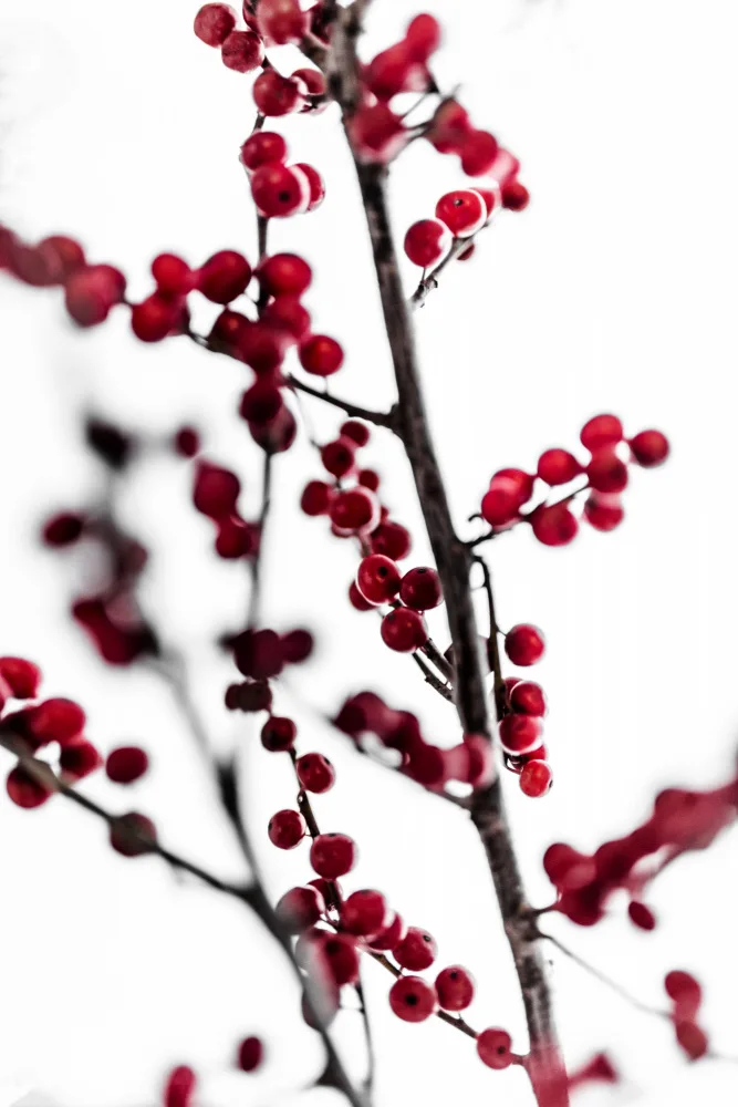 Böhmer, Mareike: Red Berries 1