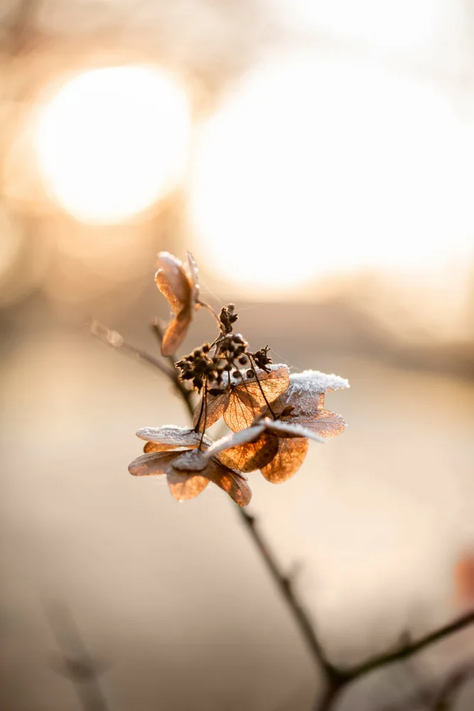 Böhmer, Mareike: Hydrangea 4