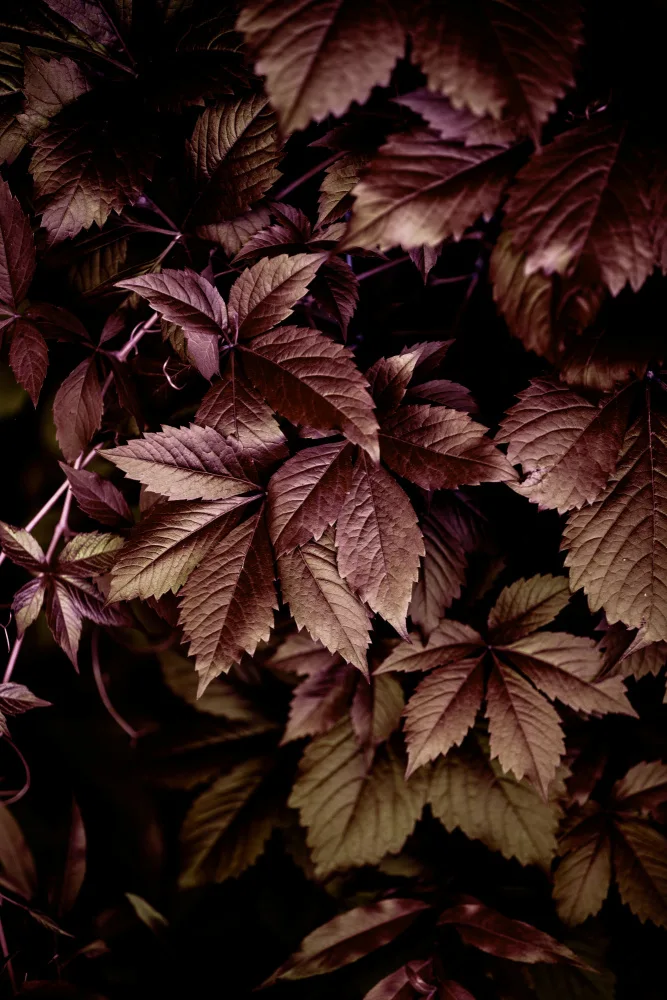 Böhmer, Mareike: Autumn Leaves 13