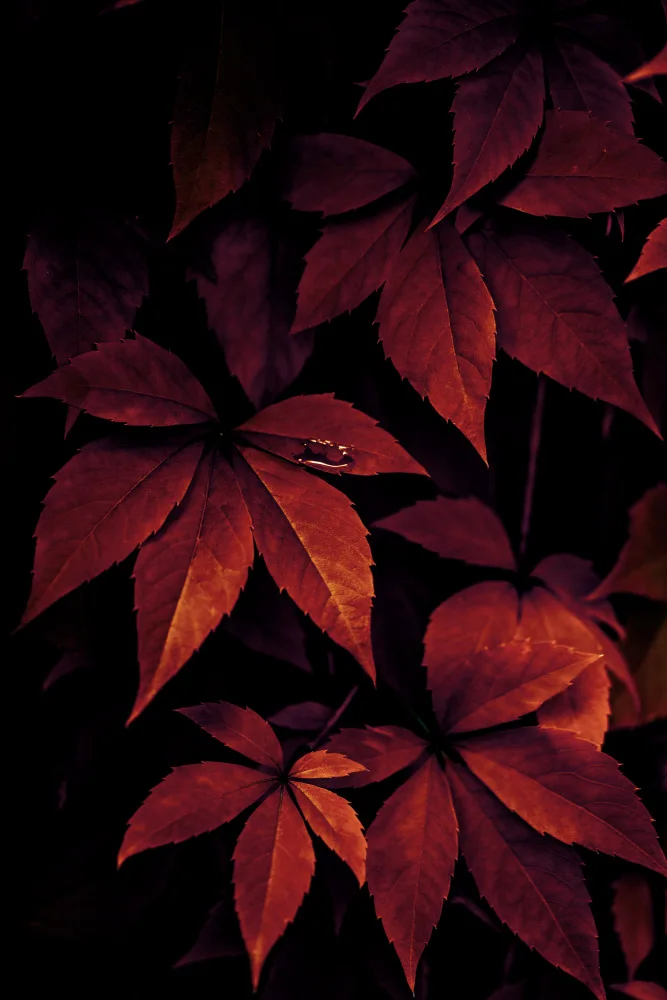 Böhmer, Mareike: Dark Leaves 7X