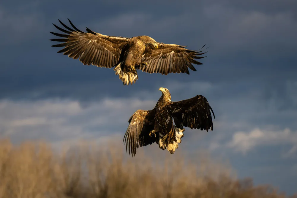 Tokolyi, Csaba: Dancing eagles