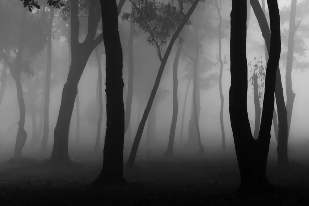 Khan, Raju: Forêt brumeuse