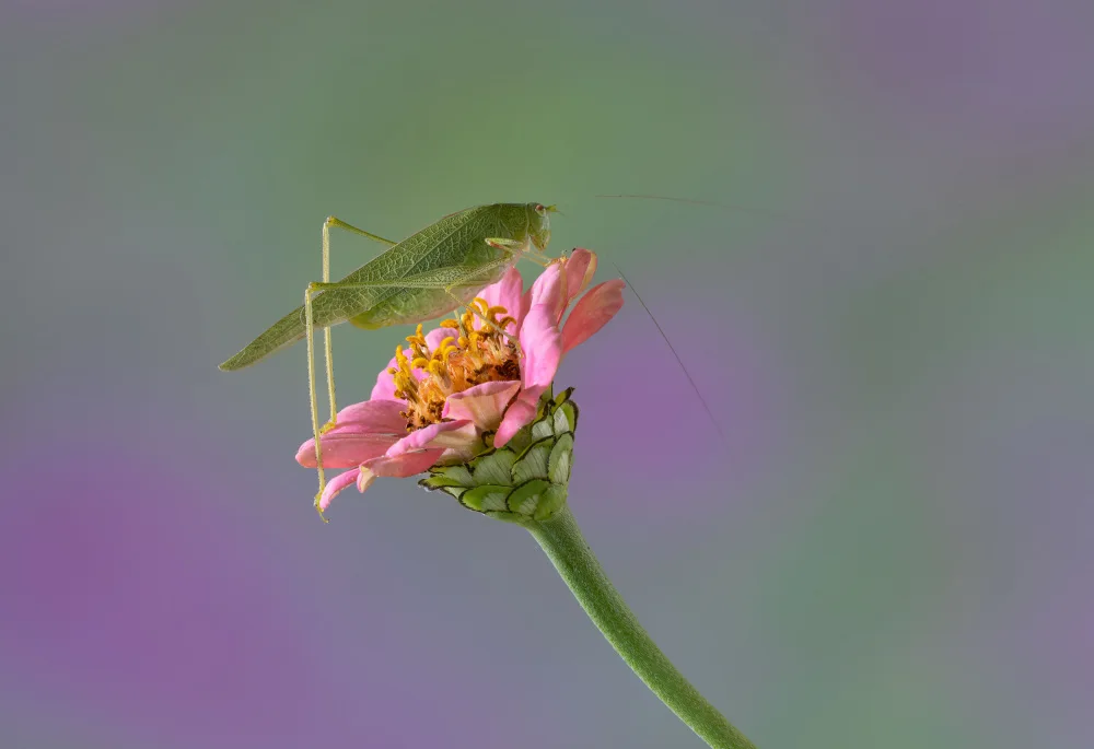 Chiodini, Massimo: Auf der Blume.