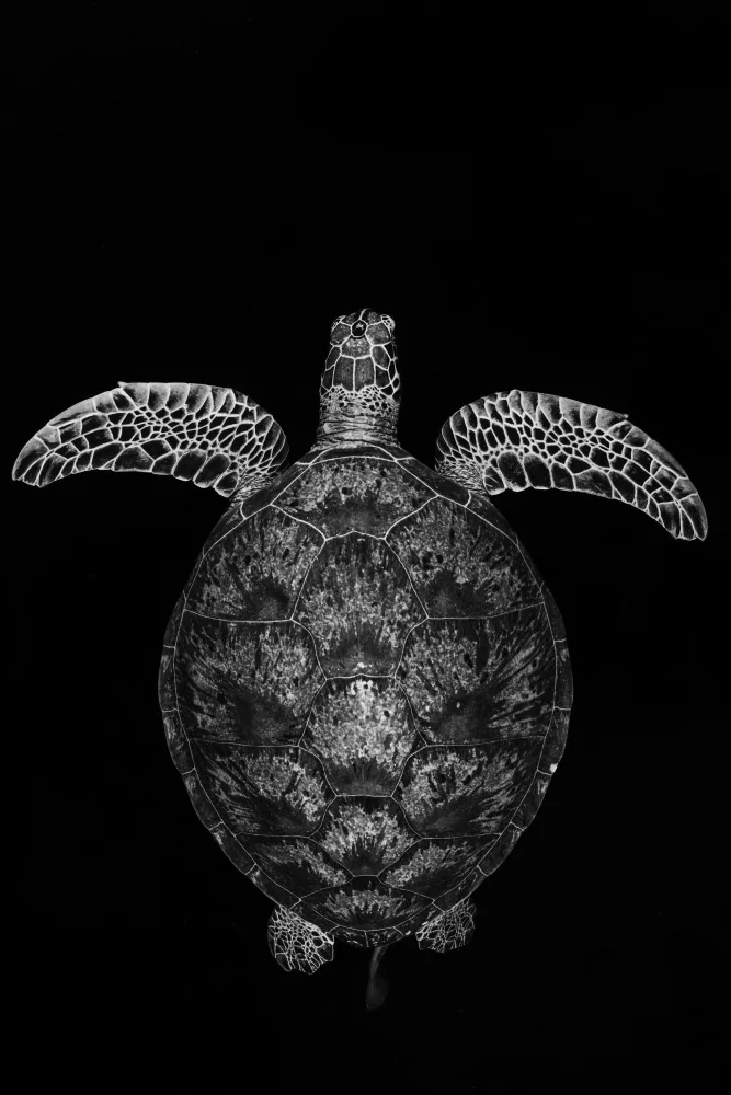 Gabriel, Barathieu: Green turtle on black and white