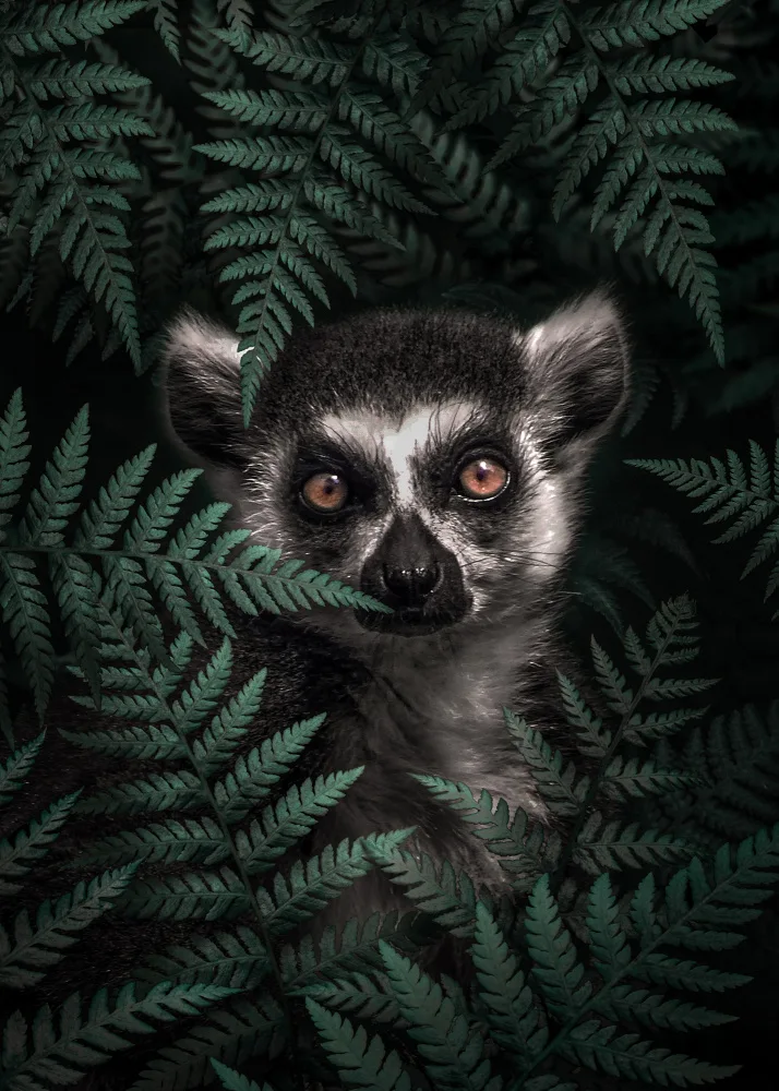 Barizi, Al: Lemur In The Forest