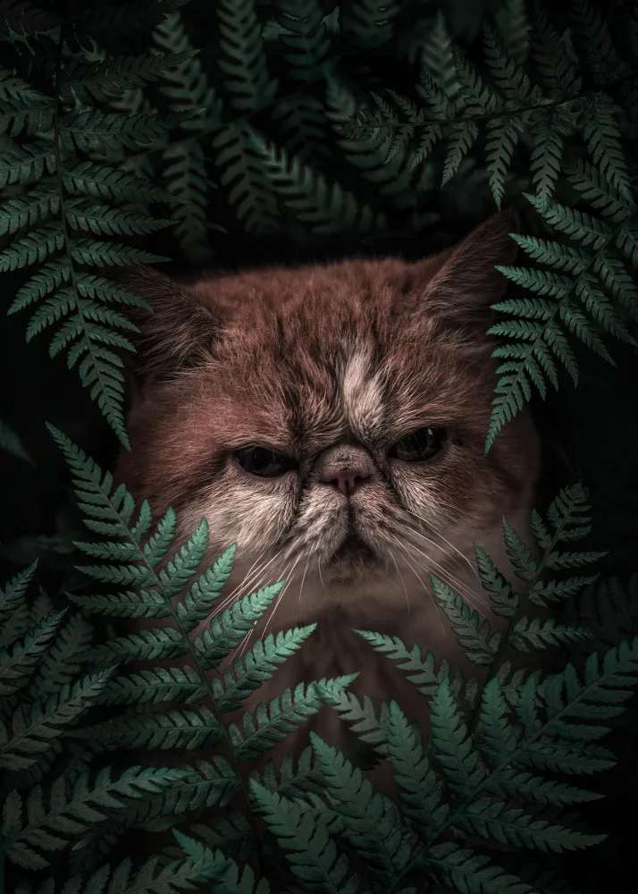 Barizi, Al: Peaknose Cat In Ferns
