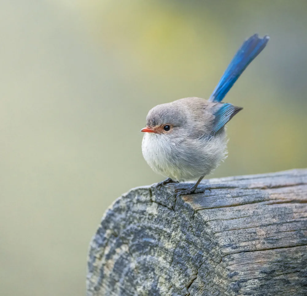 ahmadabdelhameed: Splendid fairy wren