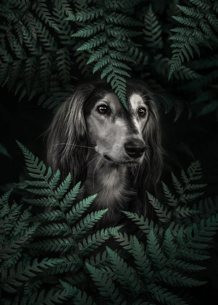 Barizi, Al: Dog Dachshund In Ferns