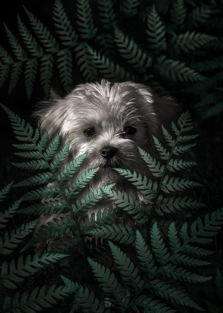 Barizi, Al: Puppy In The Ferns