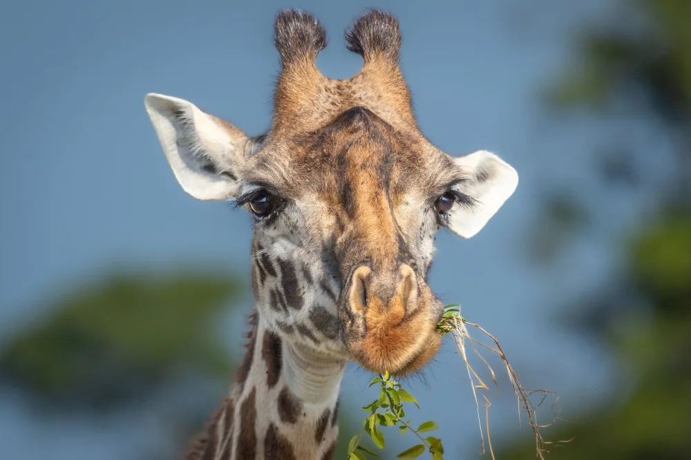 Sink, C. Jeffrey: Yeah I am a giraffe - so what