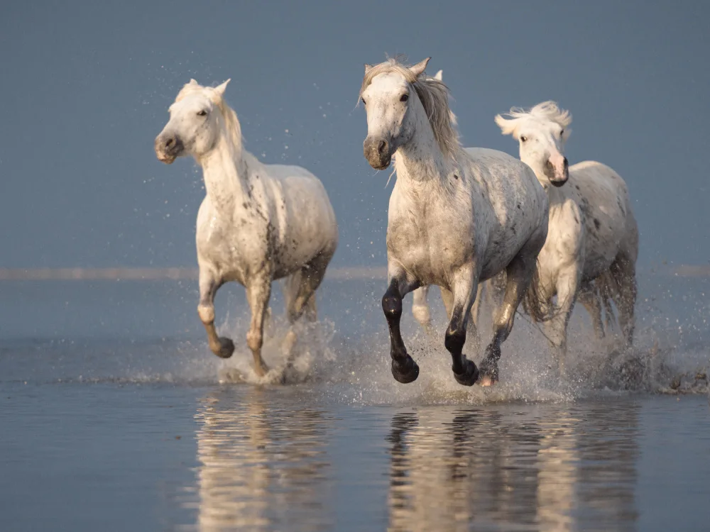 Anton, Rostovskiy: Camargue white horses