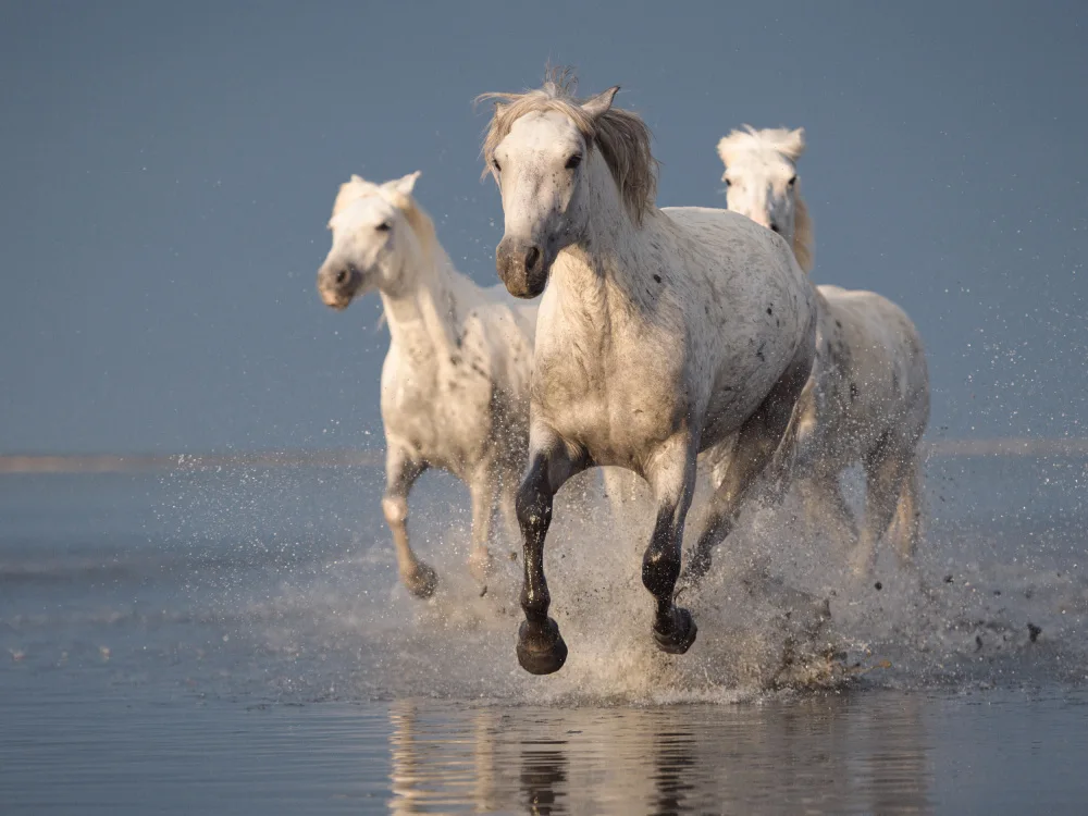 Anton, Rostovskiy: Caballos blancos de Camarga