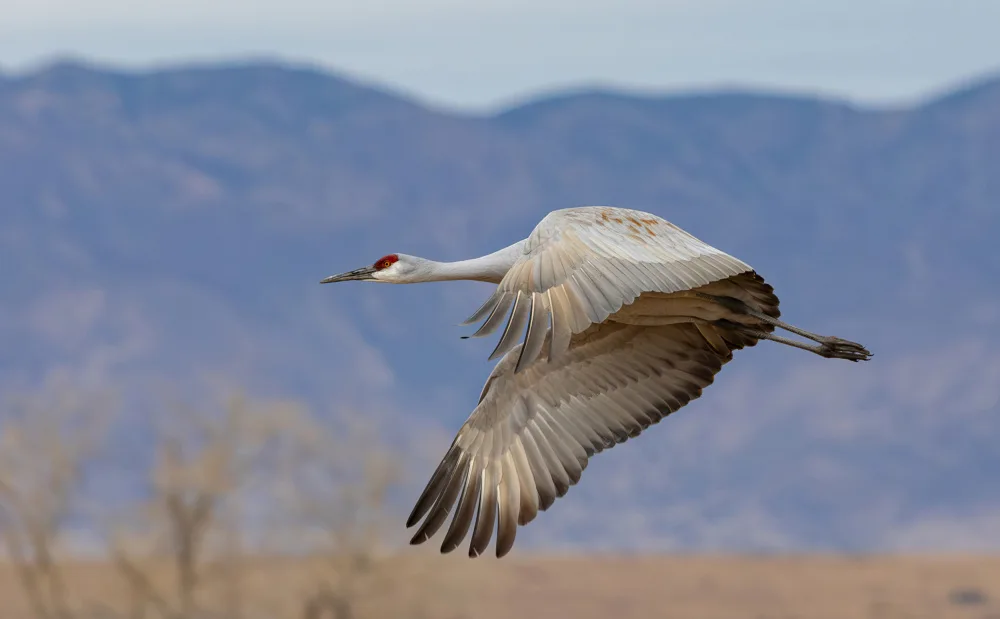 Wilson, Guy: Sandhill Crane