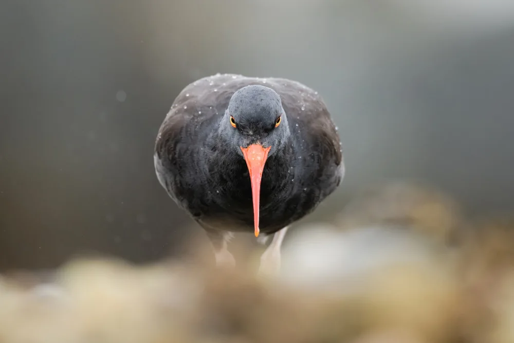 Lyu, Jinchao: Angry Bird