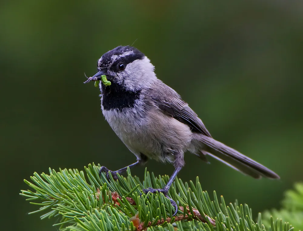 Verdon: mountain Chickadee