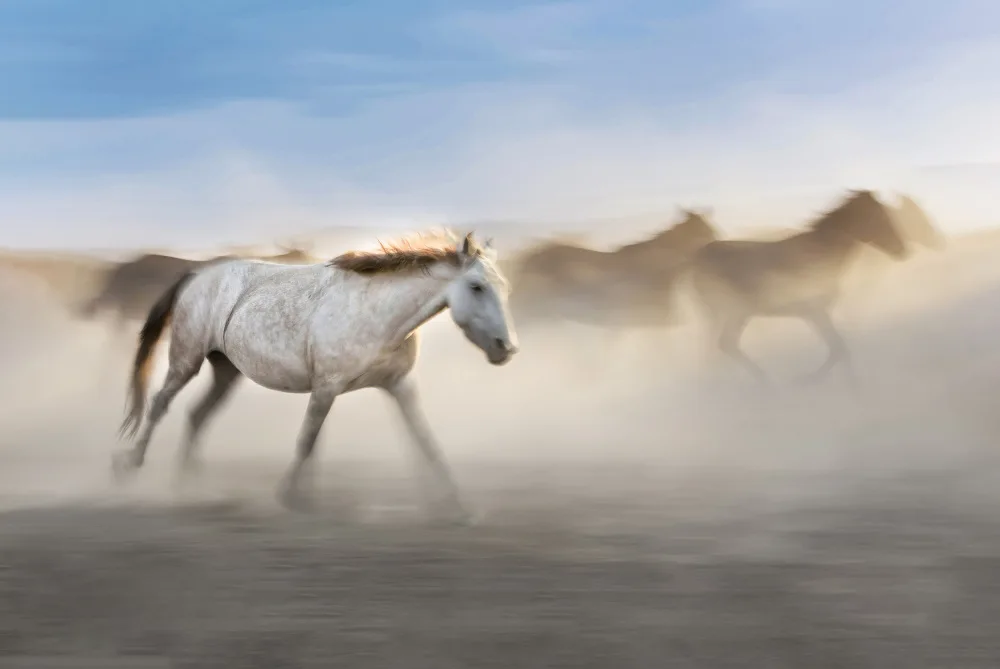 Can, Ali: white horse