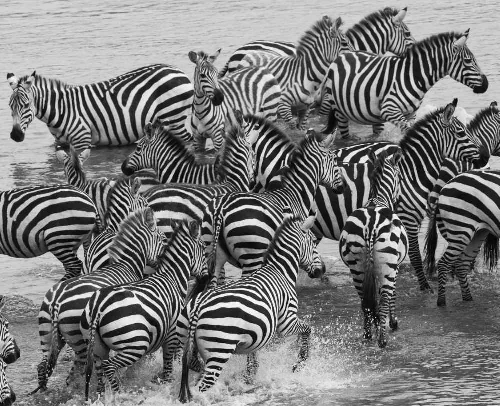 Nagpal, Manish: Zebra crossing