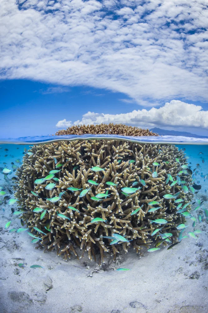 Gabriel, Barathieu: Coral Ball z Mayotte