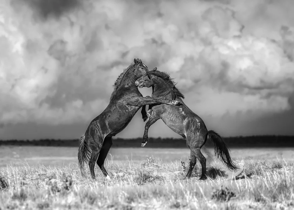 Z, Leechee: Wild Horses