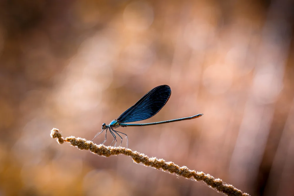 Jianwen: libellula