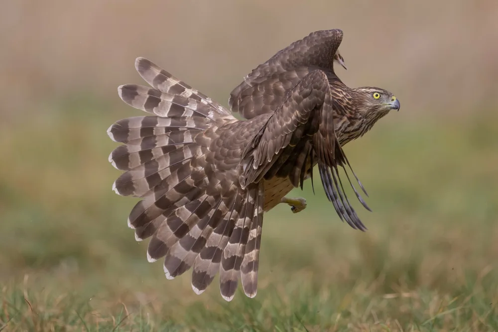 Manusevich, David: Hawk