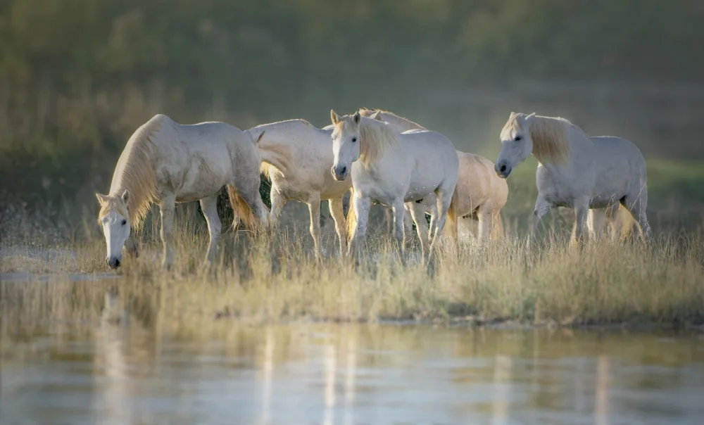 Dupont, Isabelle: Camargue horses