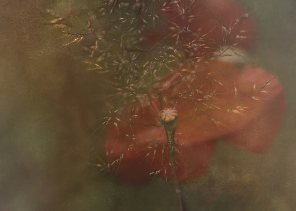 Stas, Marie-anne: Hidden