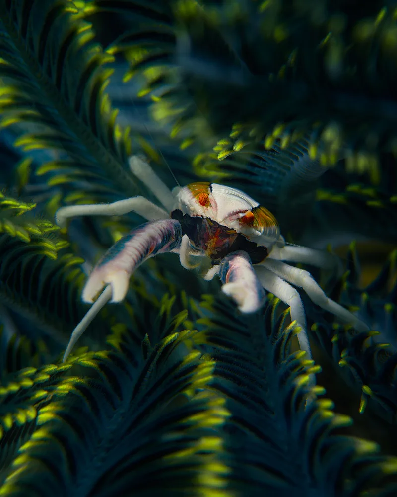 Ciria, Sánchez Javier: Bali_Macro_02