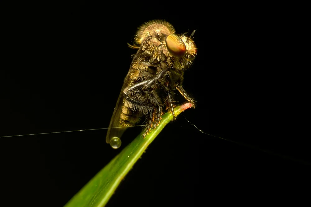 Tsai, MingLun: Asilidae03