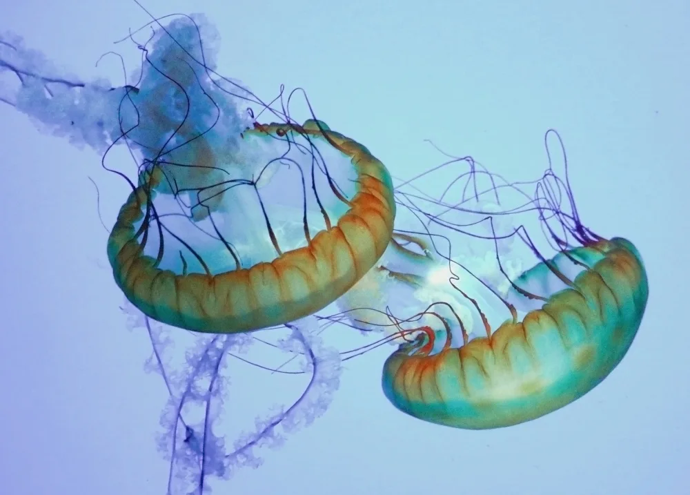 Wechsler, Robin: Underwater Ballet