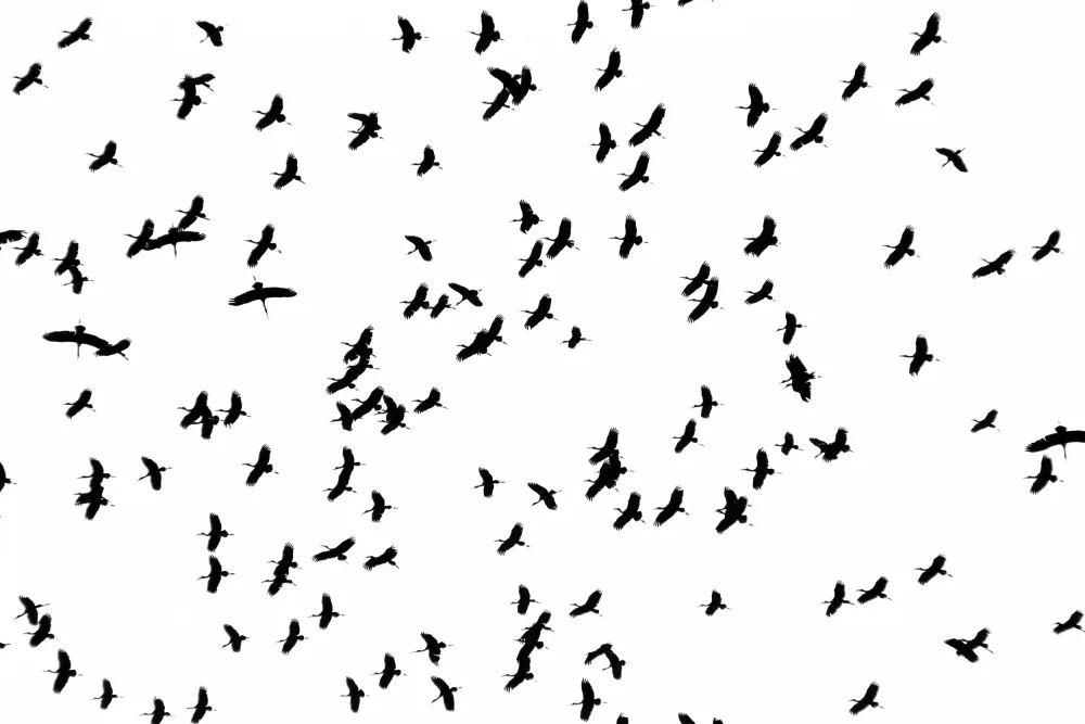 Ngubevana, Metlha: Flying Birds