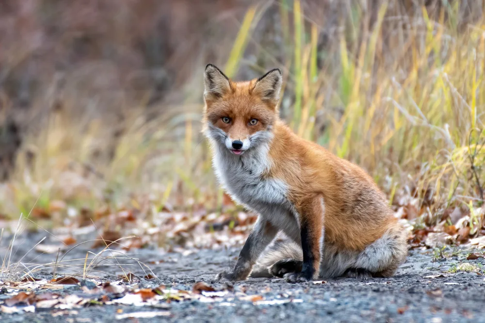 Tuhársky, Martin: Stunned fox