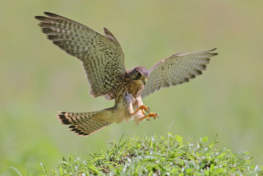 Lam, Gavin: Common Kestrel