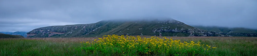 Niekerk, van Brian: Fiore giallo - Pano