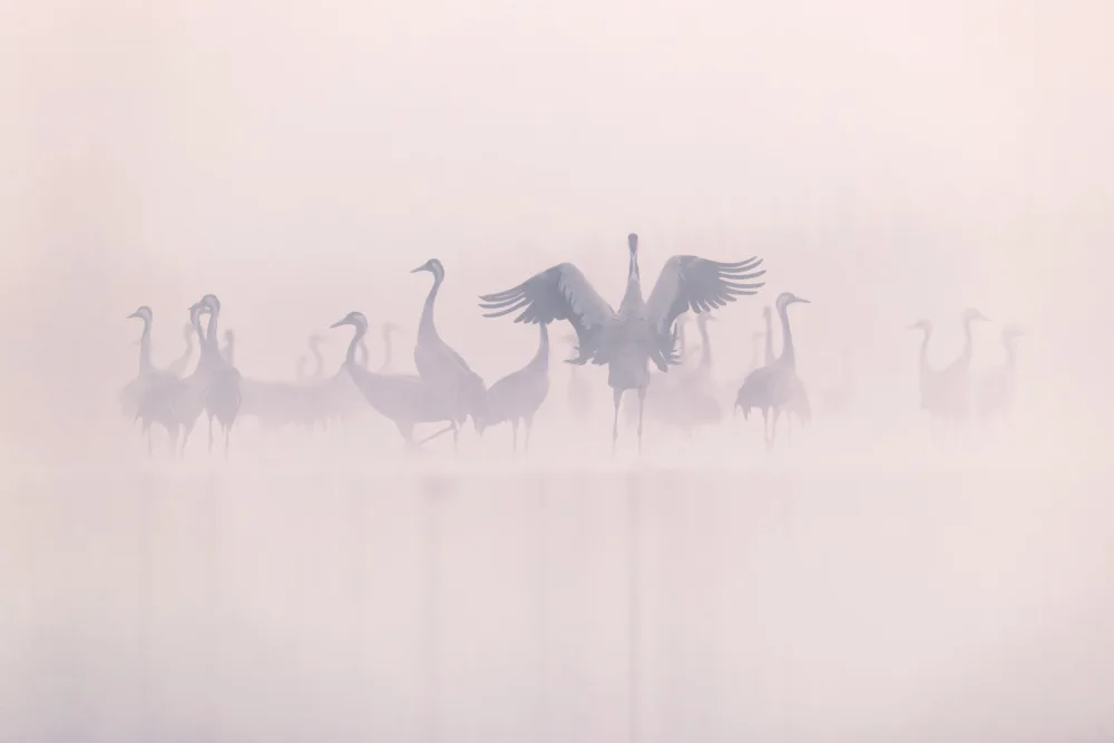 Nebelski, R. Rafal: Common Cranes in the morning mist