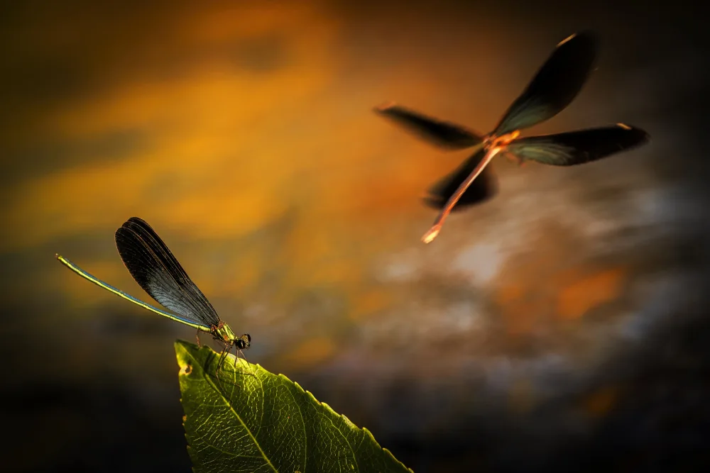 Jianwen: libellula