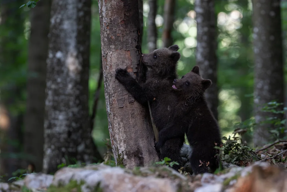 Alicke, Bjoern: playing bear cubs 2