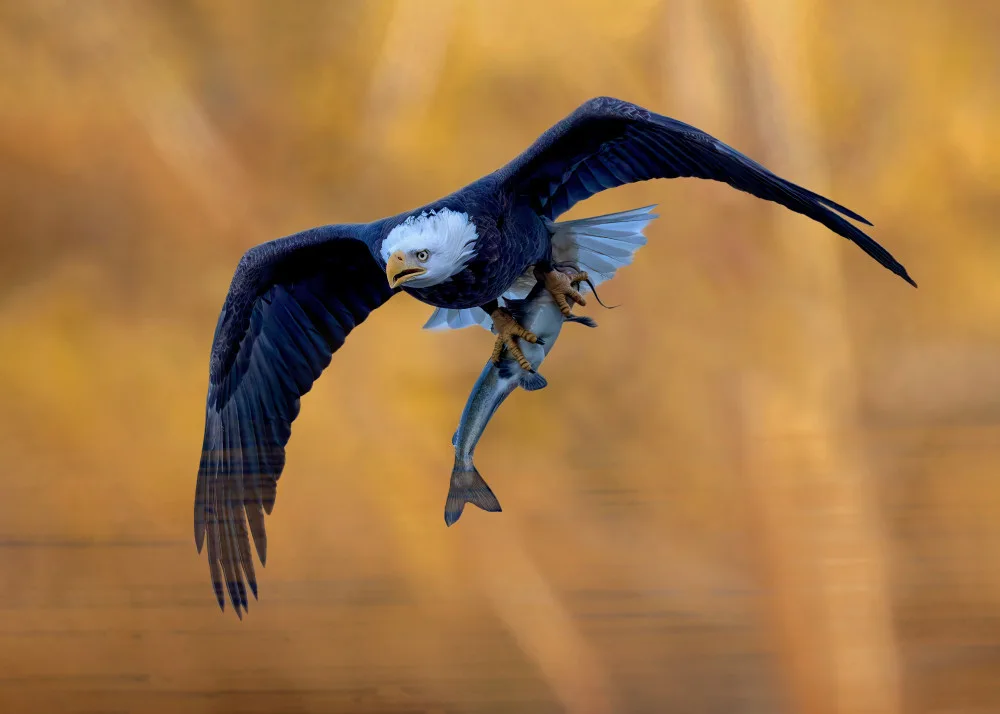 Gu, Zeren: Bald Eagle in Action