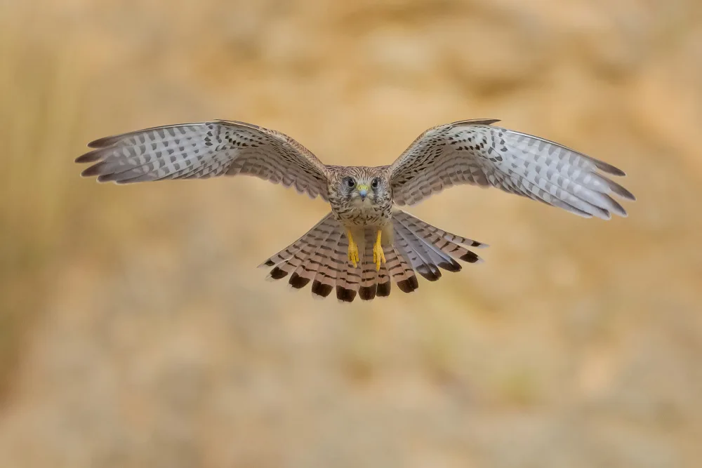 Manusevich, David: Common kestrel