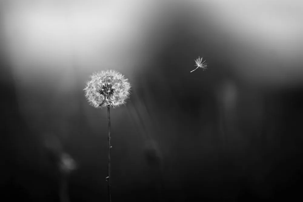Kapuschinsky: Adieu