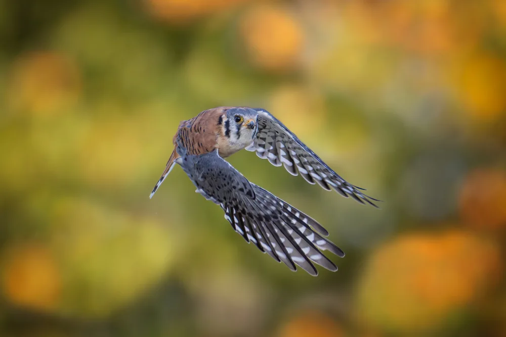 Wang, Max: American Kestrel