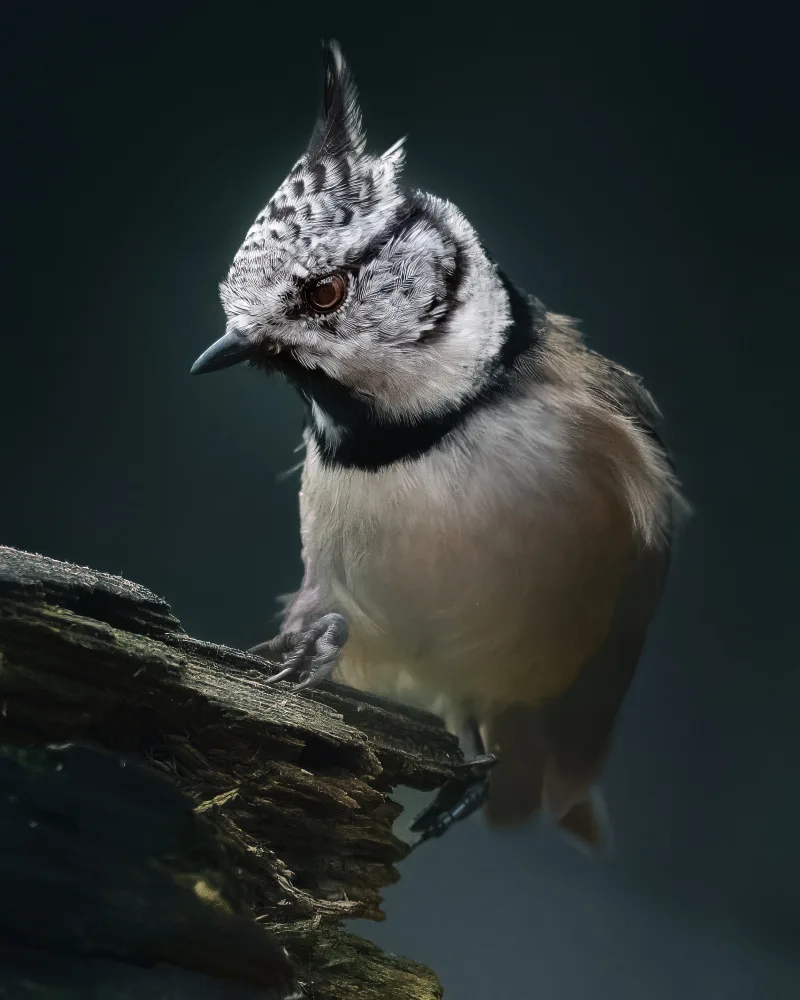 Lennartsson, Johan: Crested Tit