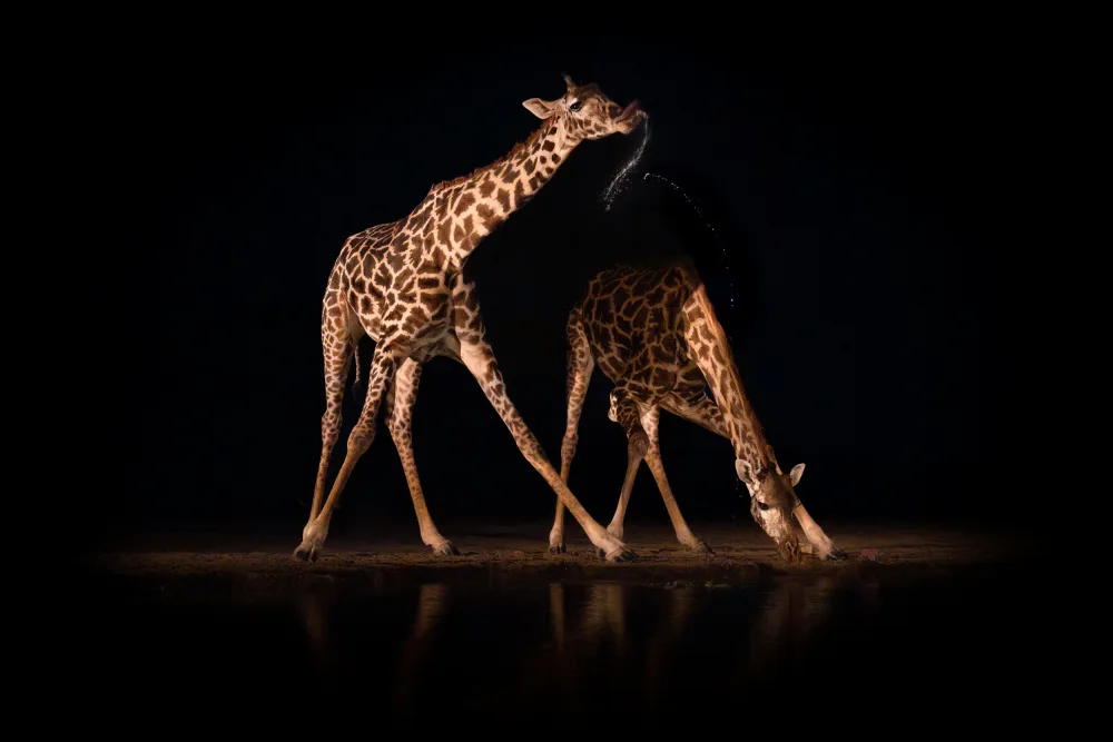 Kukrinov, Alexandr: Giraffometry...