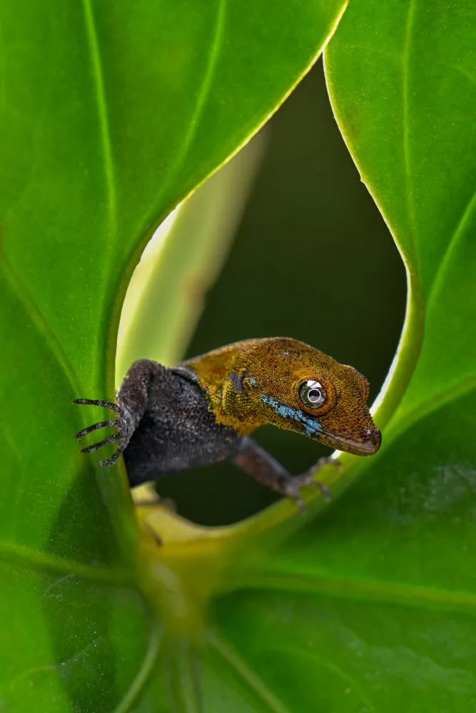 Setiadi, Ajar: Gecko