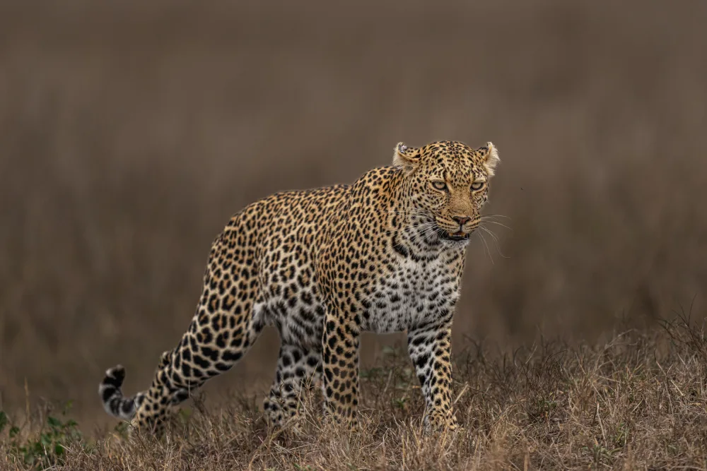 Bhatia, Yogesh: beauty