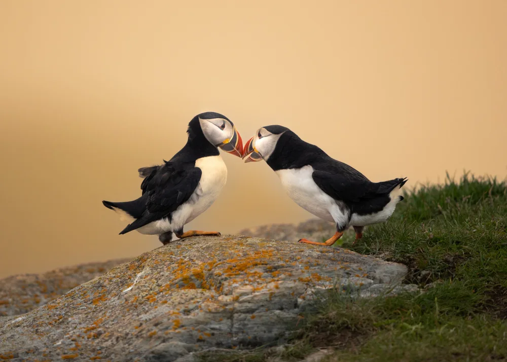 Lu, Bill: Love