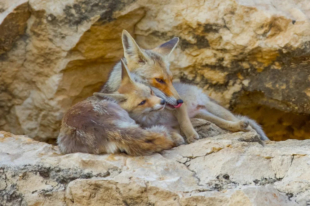 Manusevich, David: Fox family